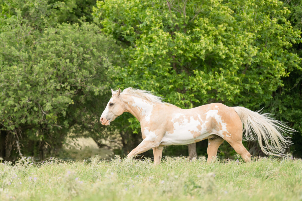 palomino paint horse running